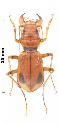 Phaeoxantha klugii